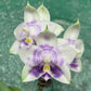 Rare to find! Phal. Mituo Purple Dragon ‘Phalanx’ (MCL150), fragrant, multiflora