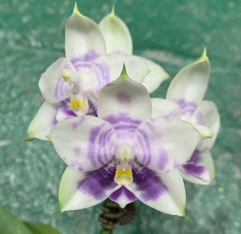 Rare to find! Phal. Mituo Purple Dragon ‘Phalanx’ (MCL150), fragrant, multiflora