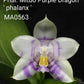 Rare to find! Phal. Mituo Purple Dragon ‘Phalanx’ (MCL150), fragrant, multiflora