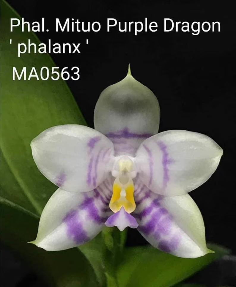 Rare to find! Phal. Mituo Purple Dragon ‘Phalanx’ (MCL150), fragrant, multiflora