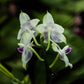 Rare to find! Phal. Mituo Purple Dragon ‘Phalanx’ (MCL150), fragrant, multiflora