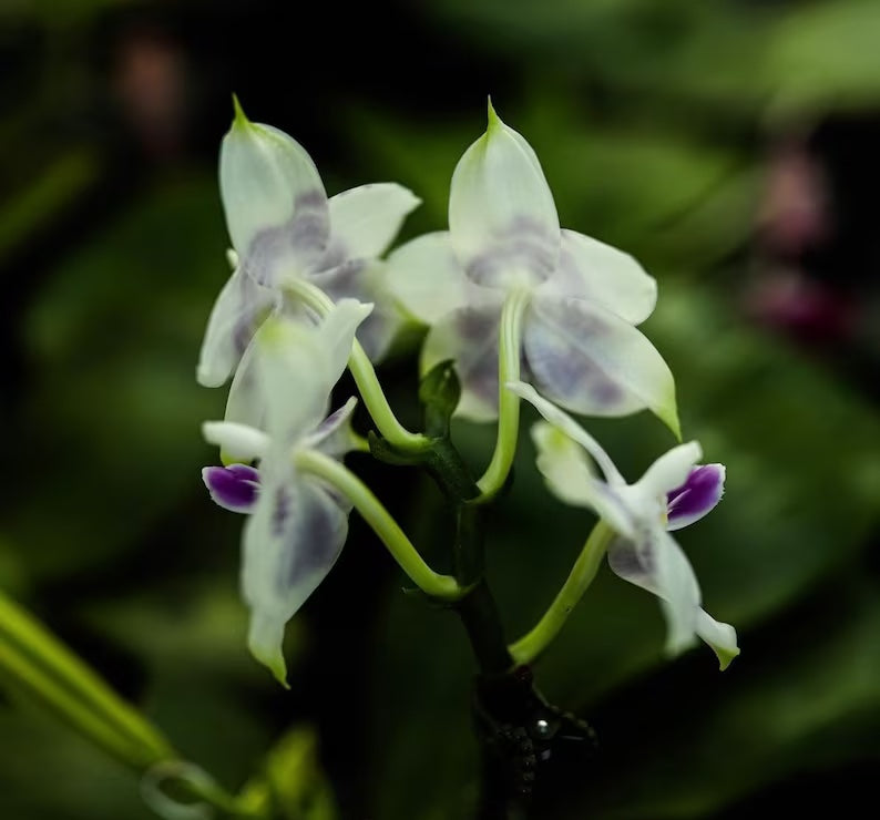 Rare to find! Phal. Mituo Purple Dragon ‘Phalanx’ (MCL150), fragrant, multiflora