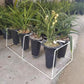 Pot stand for 8 pots — perfect for Asian cymbidium pot