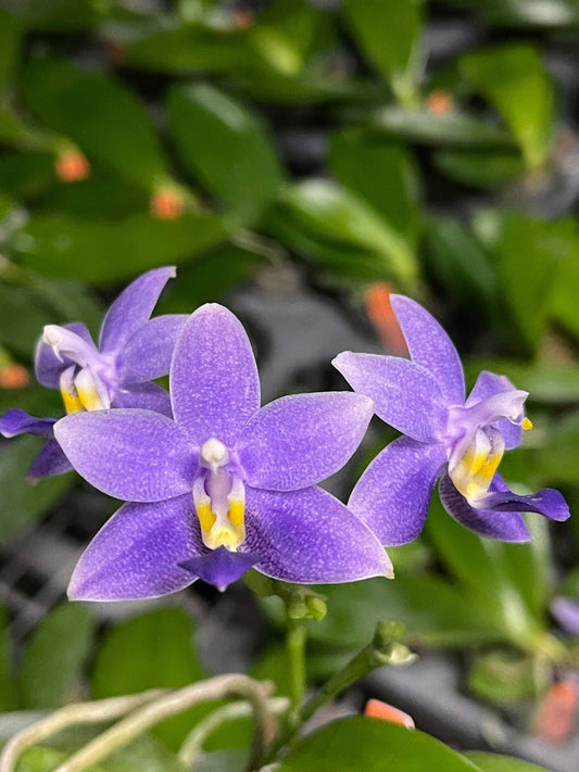 Phal. Equasamera (P. Equalacea 'Blue' x KS 'Samera'), very fragrant