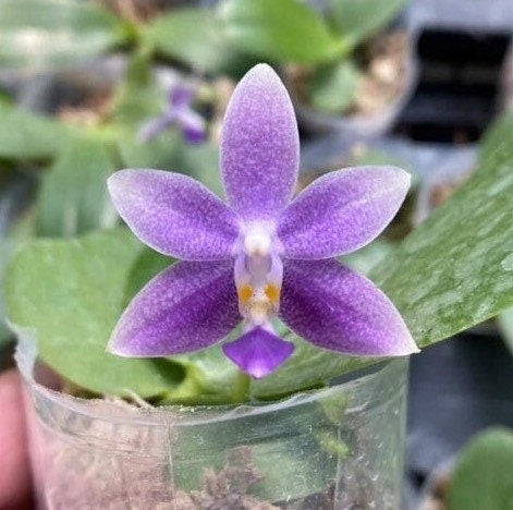 Phal. Equasamera (P. Equalacea 'Blue' x KS 'Samera'), very fragrant