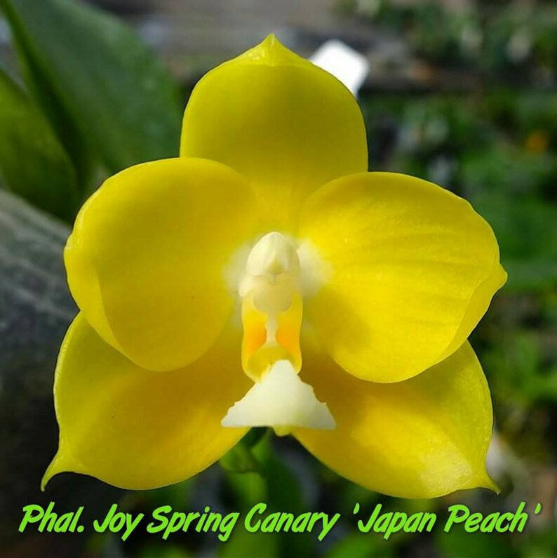 Phal. Joy Spring Canary “Japan Peach”, very fragrant – Mystery Garden Store