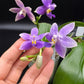 Phal. Equasamera (P. Equalacea 'Blue' x KS 'Samera'), very fragrant