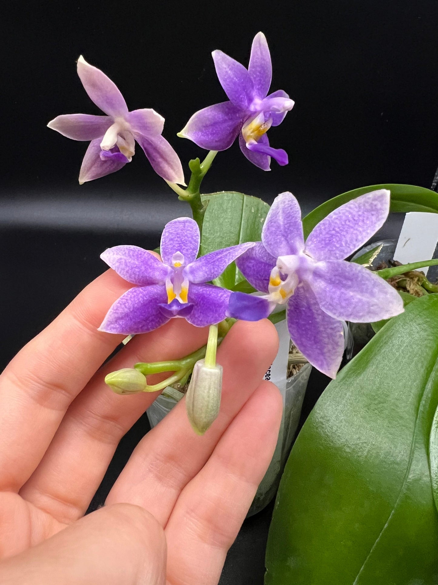 Phal. Equasamera (P. Equalacea 'Blue' x KS 'Samera'), very fragrant