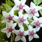 Big cutting! Hoya bella albo marginata (variegata) (HOY01A)