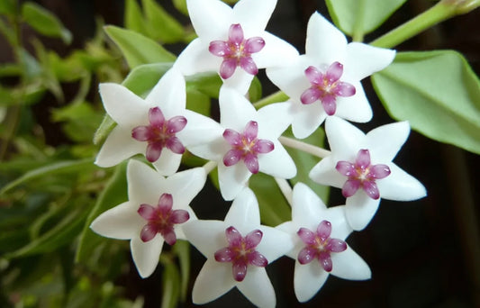 Big cutting! Hoya bella albo marginata (variegata) (HOY01A)