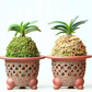 Hand-made Pot by premier Yixing Purple Clay — three-legged pot with holes for root health, perfect for Neofinetia falcata/mini orchids 宜兴紫砂风兰迷你盆镂空胶泥花盆
