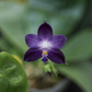 Rare blue! P. Mituo Purple Dragon ‘Blue Whale’ (MCL63), fragrant