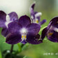 Rare blue! P. Mituo Purple Dragon ‘Blue Whale’ (MCL63), fragrant