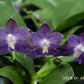 Rare blue! P. Mituo Purple Dragon ‘Blue Whale’ (MCL63), fragrant