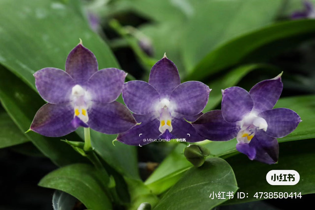 Rare blue! P. Mituo Purple Dragon ‘Blue Whale’ (MCL63), fragrant