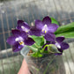 Rare blue! P. Mituo Purple Dragon ‘Blue Whale’ (MCL63), fragrant
