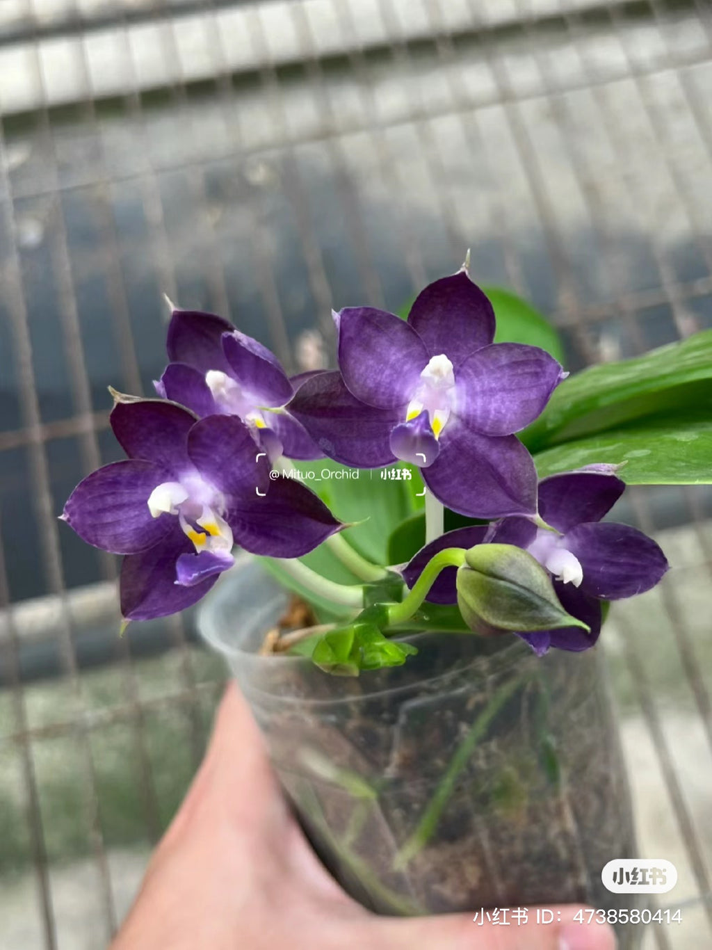 Rare blue! P. Mituo Purple Dragon ‘Blue Whale’ (MCL63), fragrant