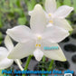 Super fragrant and very Rare species! Phal. lueddemanniana fma.alba 'Max-Snow Lover' ‘KSM-168’