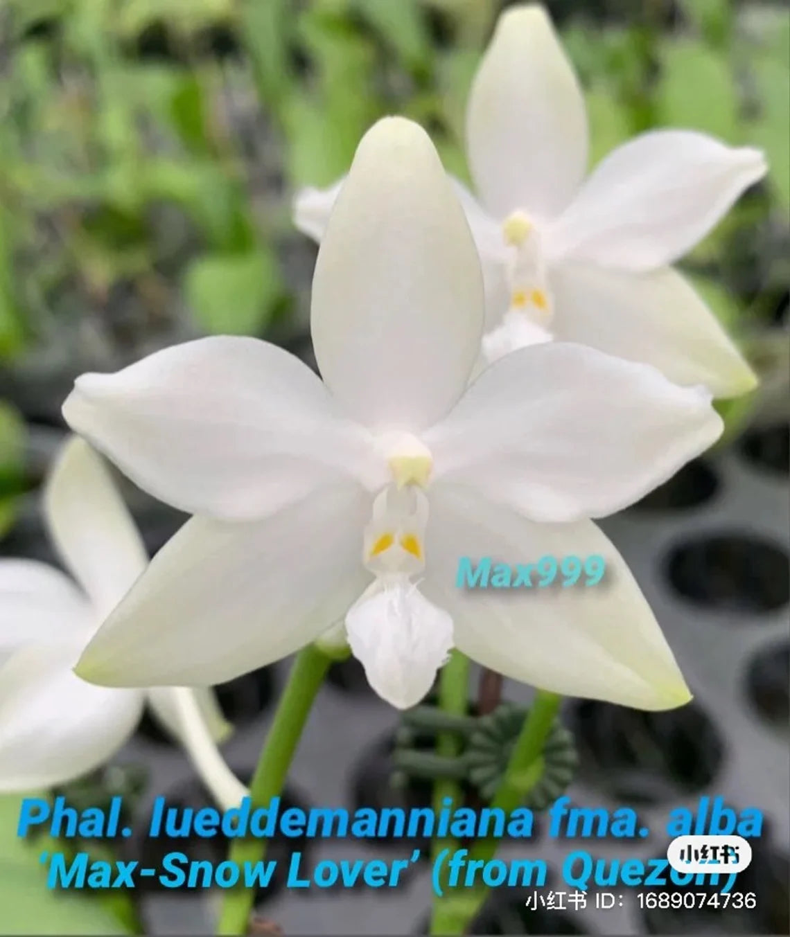 Super fragrant and very Rare species! Phal. lueddemanniana fma.alba 'Max-Snow Lover' ‘KSM-168’