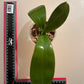 Cute white and black pattern! Phal. Mituo Diamond 'Panda' (MCL125)