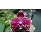 MCL158 P. Mituo Reflex DD’ Mituo#21 — big leaves and healthy orchid!