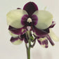 Cute white and black pattern! Phal. Mituo Diamond 'Panda' (MCL125)