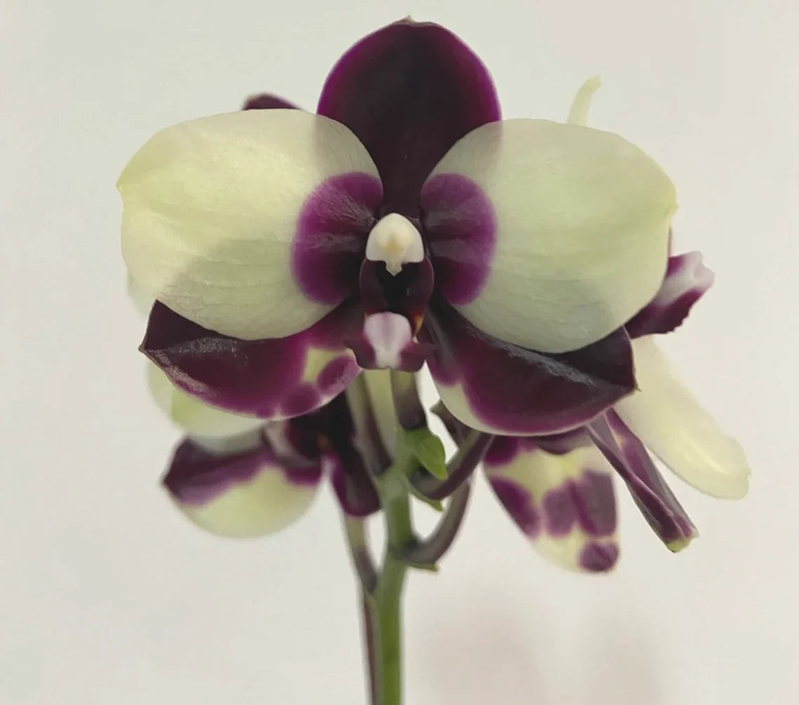 Cute white and black pattern! Phal. Mituo Diamond 'Panda' (MCL125)