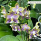 P. Mituo Reflex Dragon 'Blue -2’ AM/AOS fragrant! (MO508)