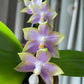 P. Mituo Reflex Dragon 'Blue -2’ AM/AOS fragrant! (MO508)