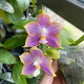 P. Mituo Reflex Dragon 'Blue -2’ AM/AOS fragrant! (MO508)