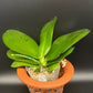 P. Mituo Reflex Dragon 'Blue -2’ AM/AOS fragrant! (MO508)
