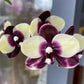 Cute white and black pattern! Phal. Mituo Diamond 'Panda' (MCL125)