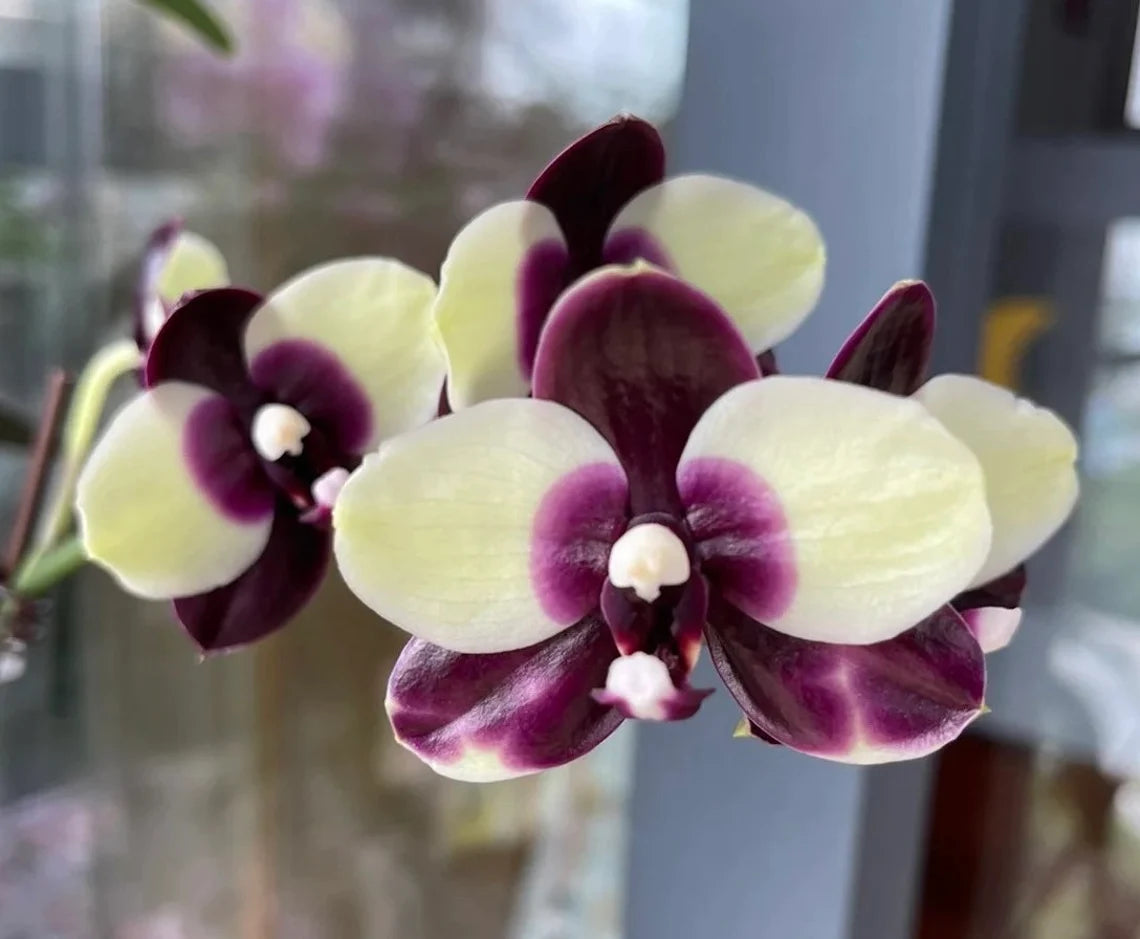 Cute white and black pattern! Phal. Mituo Diamond 'Panda' (MCL125)