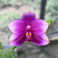 New in sweet fragrance! Phal. Mituo GH King Coral ‘Peach’ (MO782)