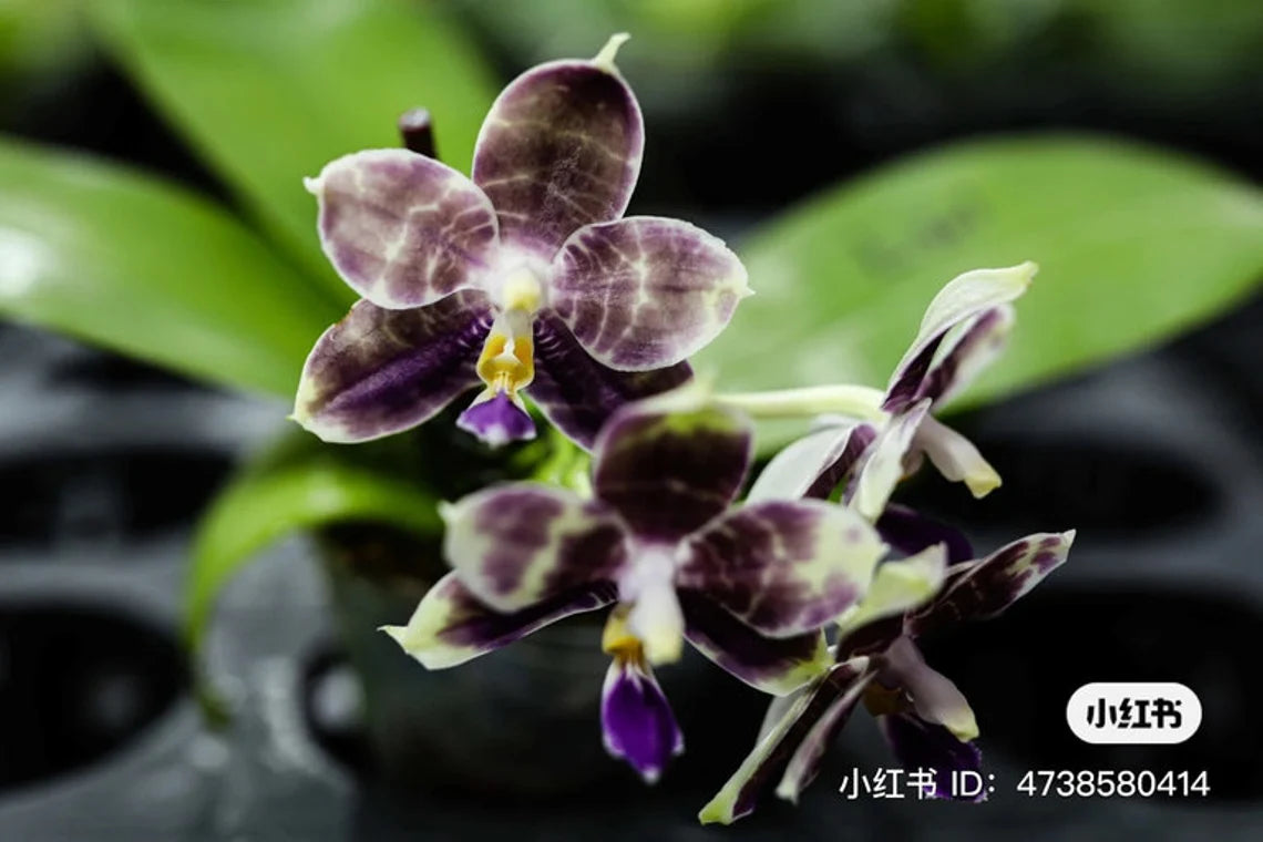 Rare! Phal. Mituo Purple Dragon ‘Blue Python’ (MCL147)