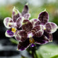 Rare! Phal. Mituo Purple Dragon ‘Blue Python’ (MCL147)