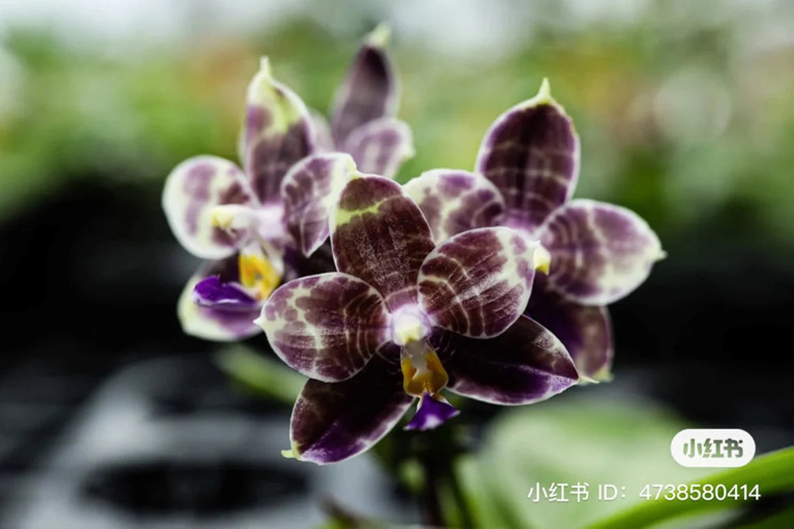 Rare! Phal. Mituo Purple Dragon ‘Blue Python’ (MCL147)