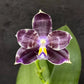 Rare! Phal. Mituo Purple Dragon ‘Blue Python’ (MCL147)