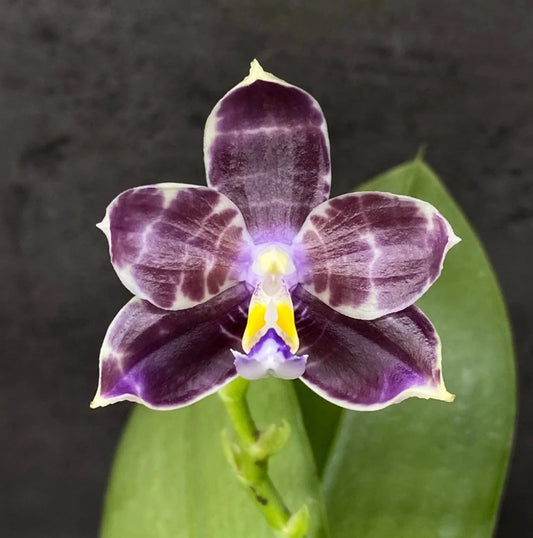 Rare! Phal. Mituo Purple Dragon ‘Blue Python’ (MCL147)