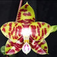 Very fragrant and in spike! Phalaenopsis Mituo Mibs Passion ‘Mituo #2’ (MO750)