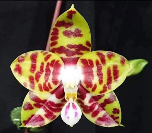 Very fragrant and in spike! Phalaenopsis Mituo Mibs Passion ‘Mituo #2’ (MO750)