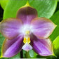 P. Mituo Reflex Dragon 'Blue -2’ AM/AOS fragrant! (MO508)