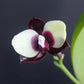 Cute white and black pattern! Phal. Mituo Diamond 'Panda' (MCL125)