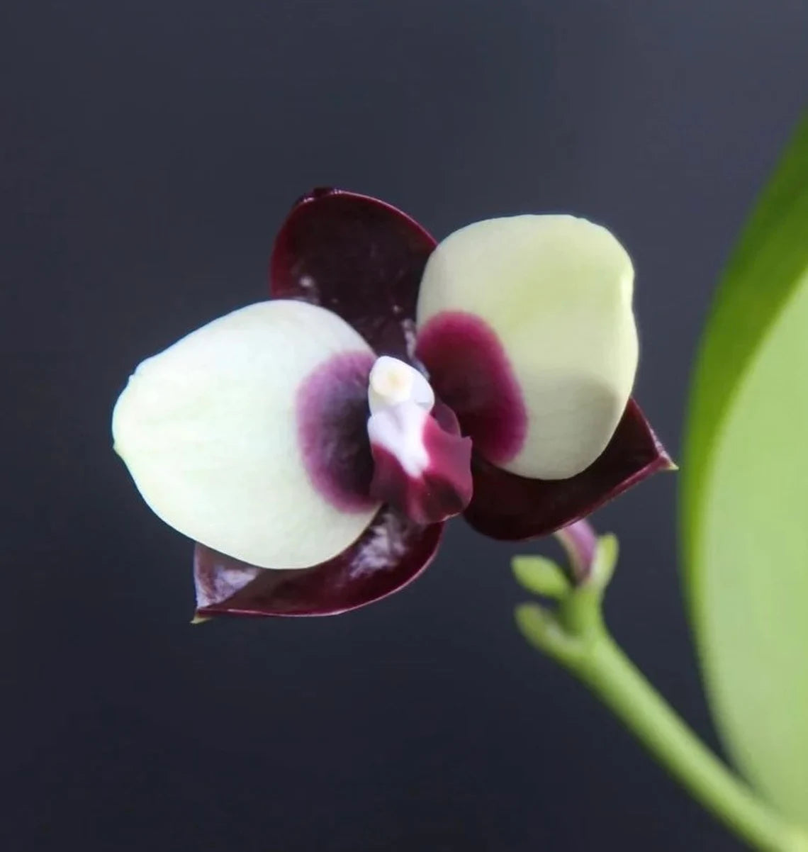 Cute white and black pattern! Phal. Mituo Diamond 'Panda' (MCL125)