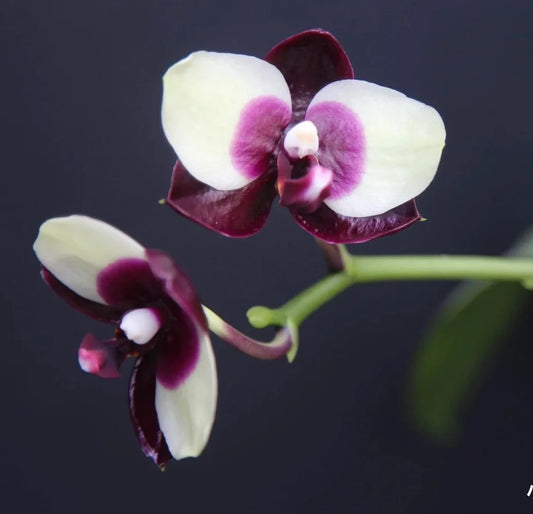 Cute white and black pattern! Phal. Mituo Diamond 'Panda' (MCL125)