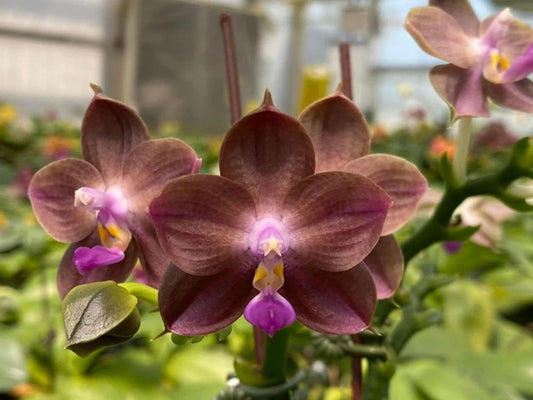 Phal. Mituo 24 Solar Terms ‘Black Angel’ (MCL153)