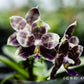 Rare! Phal. Mituo Purple Dragon ‘Blue Python’ (MCL147)