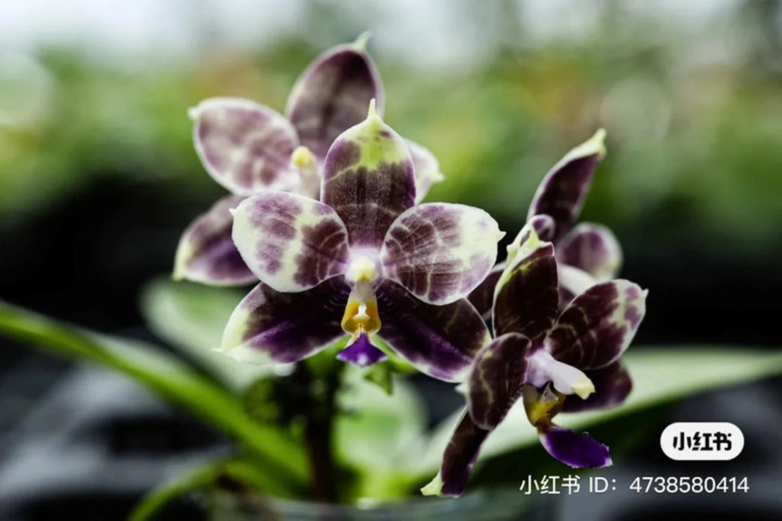 Rare! Phal. Mituo Purple Dragon ‘Blue Python’ (MCL147)