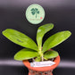 New in sweet fragrance! Phal. Mituo GH King Coral ‘Peach’ (MO782)