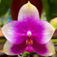 New in sweet fragrance! Phal. Mituo GH King Coral ‘Peach’ (MO782)